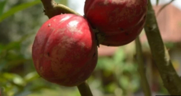 Awas ! Efek Mengerikan Biji Buah Mahkota Dewa Jika Dikonsumsi