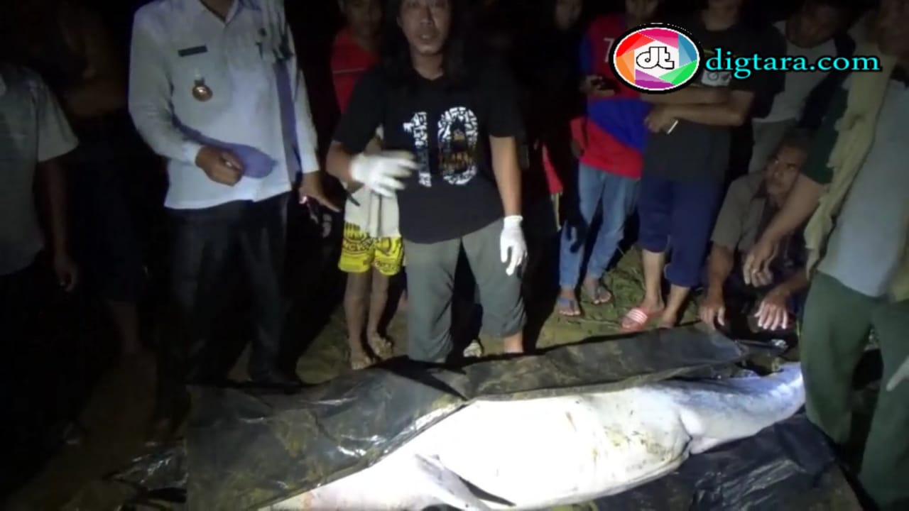 Lumba-Lumba Yang Muncul di Sungai Kualah Labura Ditemukan Mati