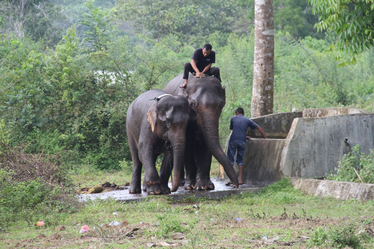 Ganggu Perkebunan Warga, Gajah Septi Dievakuasi ke PLG Saree