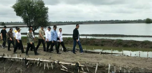 Jokowi Tinjau Tambak Udang Muara Gembong dengan Berjalan Kaki Lebih 1 Km