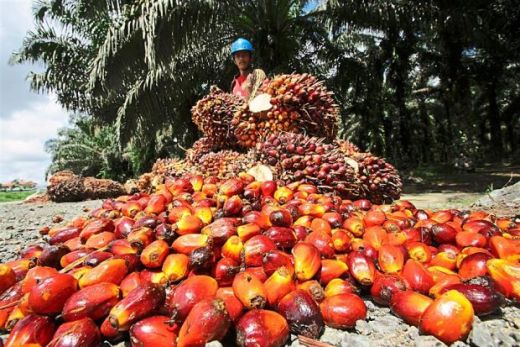 Terus Membaik, Petani Sawit Berharap Harga TBS Bisa Tembus Rp.1.500 per Kilogram