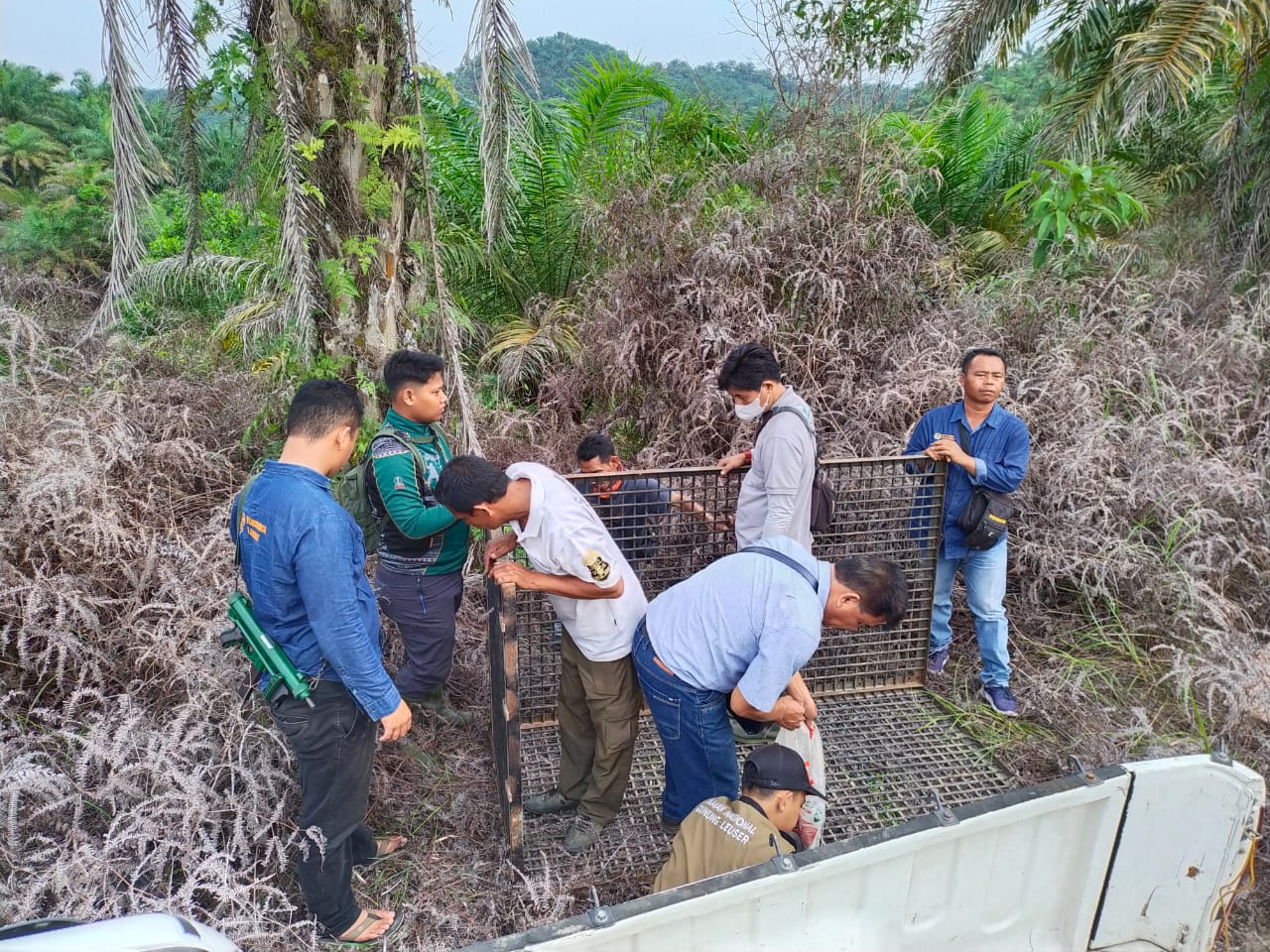 Harimau Sumatera Masuk ke Perkebunan, Tim Gabungan BBKSDA Sumut Pasang Kandang Jebakan