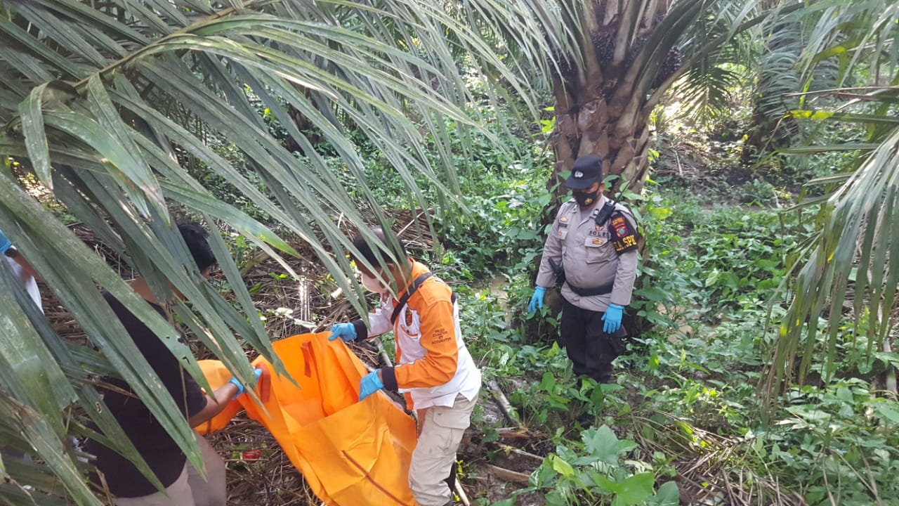 Wanita Lansia Ditemukan Tewas Membusuk di Areal Kebun PTPN IV