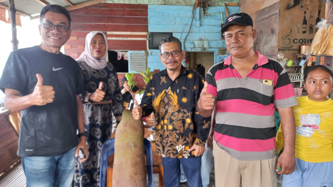 Hasil Riset 11 Tahun, Buah Cempedak Guling Asal Binjai Akhirnya Miliki Berat 23 Kilogram