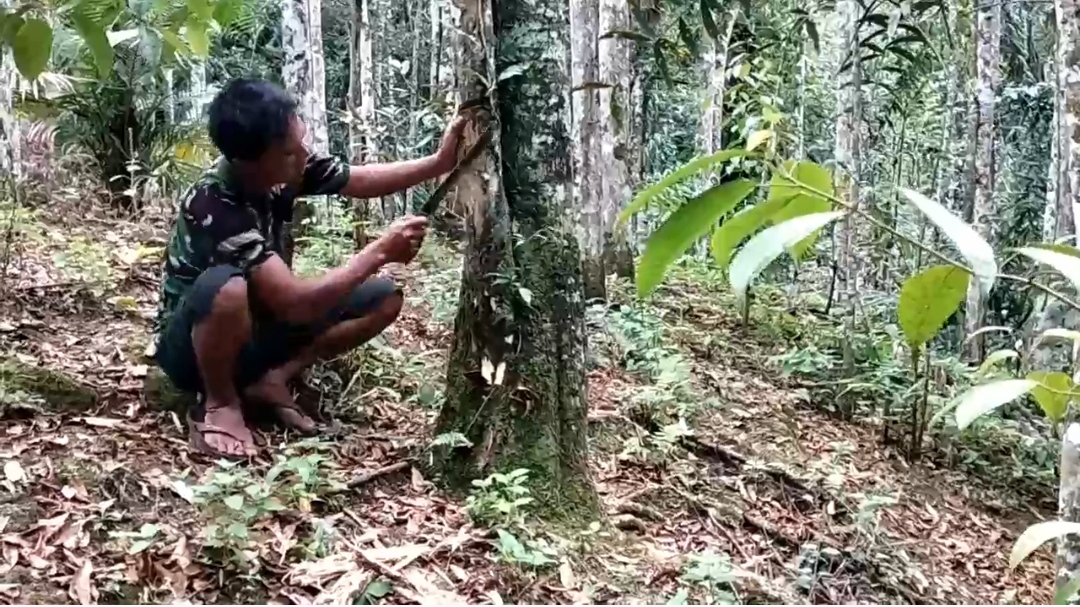 Gaharu Asal Bahorok Tembus Pasar Eropa dan Timur Tengah