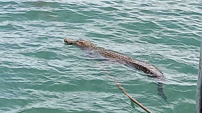 Buaya Muara yang Sering Mangsa Ternak Warga Ditangkap