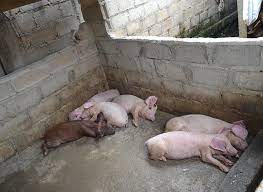 Virus ASF Serang Ratusan Ekor Babi di NTT