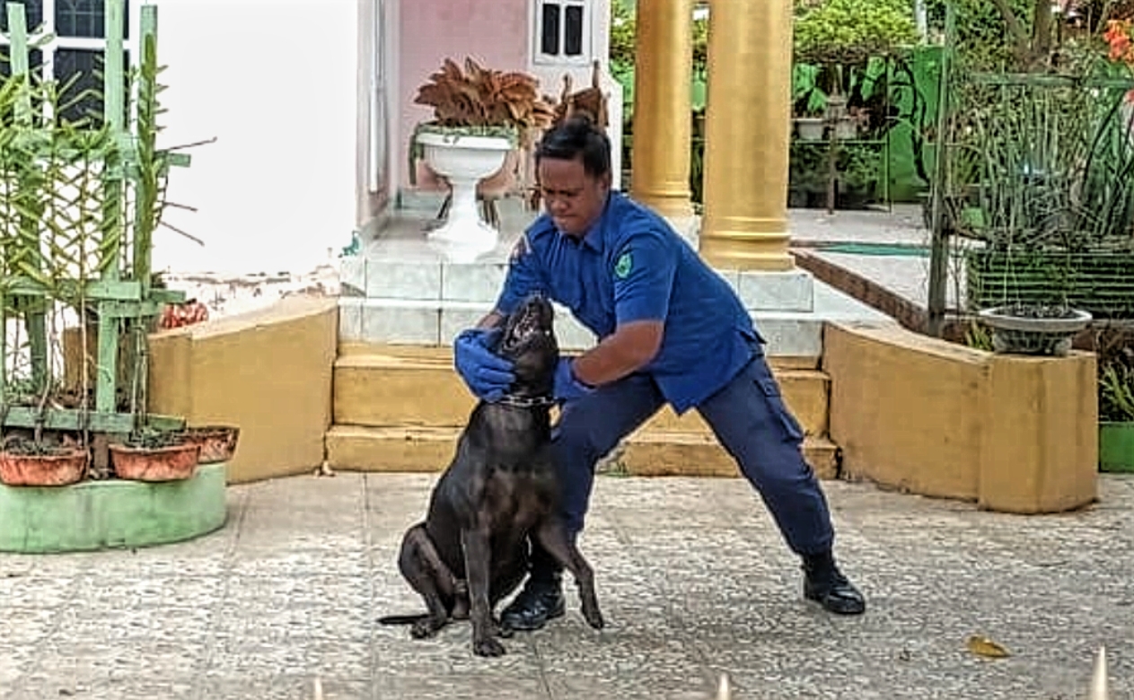 Dramatis! Petugas Damkar di Sidimpuan Tangkap Anjing Bulldog Hingga Terkena Gigitan