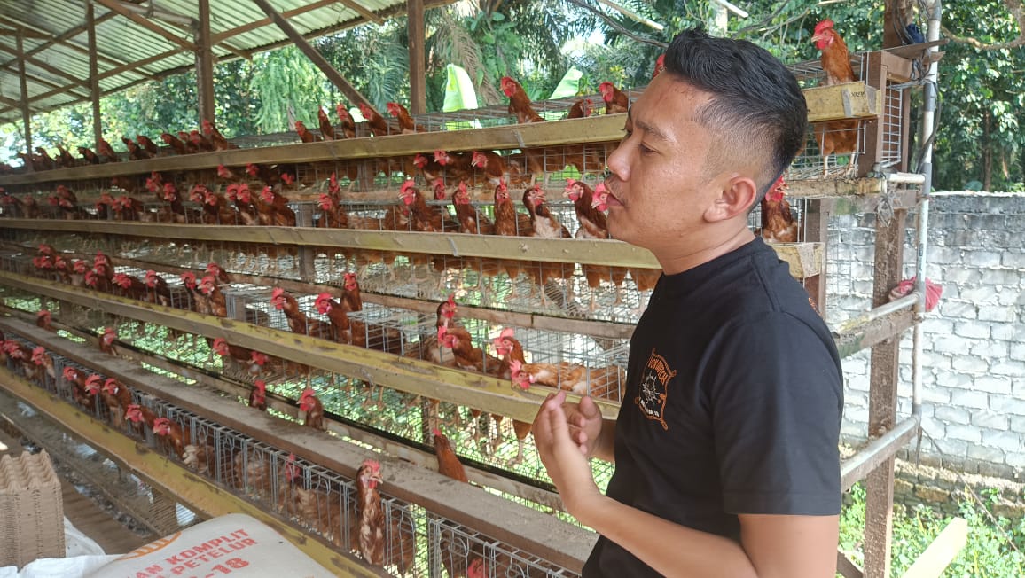 Melirik Usaha Ayam Petelur Milik Jonatan Tarigan, Pengusaha Muda Asal Kota Binjai
