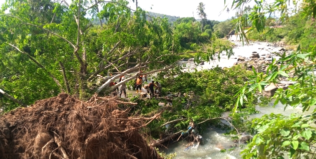 Pohon Tumbang di Sidimpuan, di Khawatirkan Sebabkan Banjir