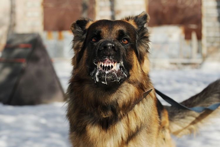 Satu Warga Kabupaten TTS-NTT Tewas Pasca Digigit Anjing
