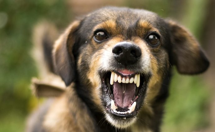 Satu Desa di NTT Terinfeksi Rabies Diisolasi
