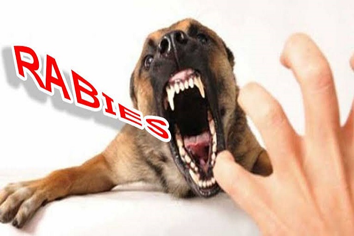 11 Anak dari 2 Desa di Kabupaten TTS Terinfeksi Rabies