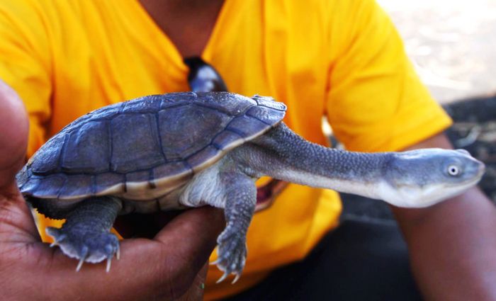 33 Ekor Kura-kura Leher Ular Tiba di Kupang