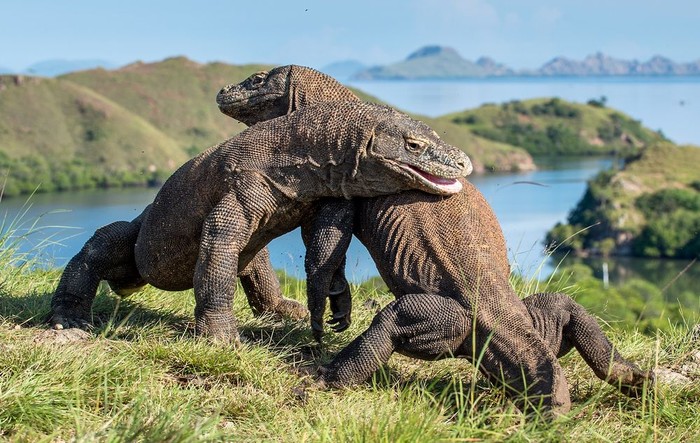 Komodo di Taman Safari Dikembalikan ke Taman Nasional Komodo