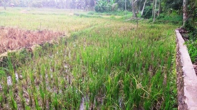 Petani di Madina Menjerit, Musim Tanam Terancam