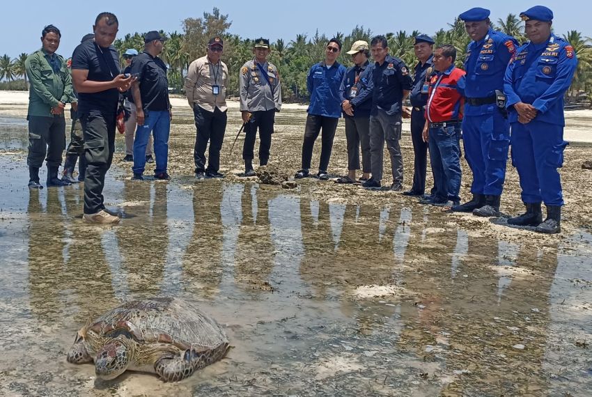 Empat Penyu Sisik Hijau Dilepasliarkan ke Laut Pantai Walakiri-Sumba Timur