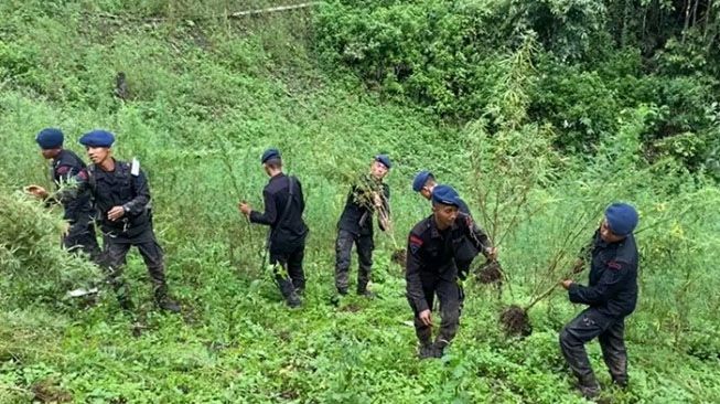 Polda Sumut Temukan 150 Hektare Ladang Ganja, Irjen Agung: Terbesar di Indonesia