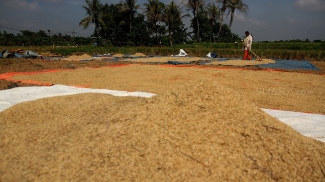 Harga Gabah di Sumut Anjlok Selama November 2023