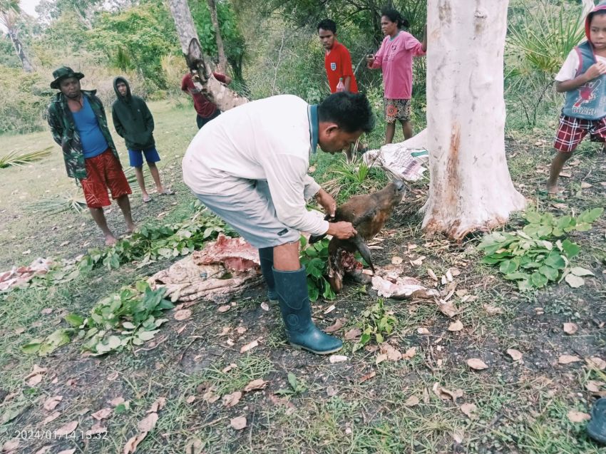 Sapi Hilang, Pemilik Hanya Dapati Tulang dan Jeroan