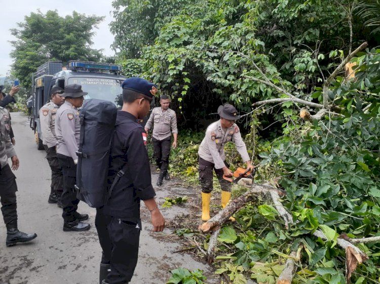 Anggota BKO Polda NTT Bersihkan Jalan dari Pohon Tumbang di Flores Timur