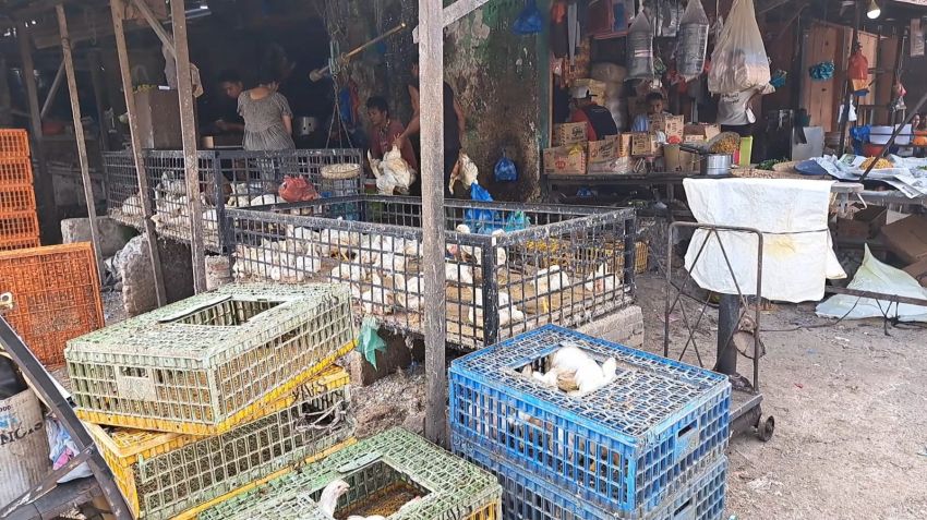Dua Pekan Jelang Ramadhan, Harga Daging Ayam dan Telur Naik di Tebingtinggi