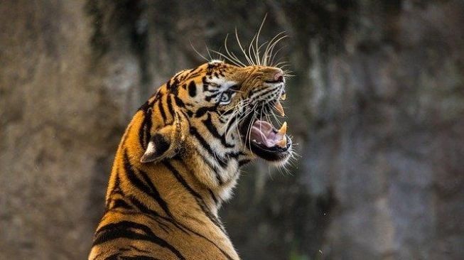 Begini Penjelasan BBKSDA Riau Terkait Insiden Balita di Siak Diserang Harimau