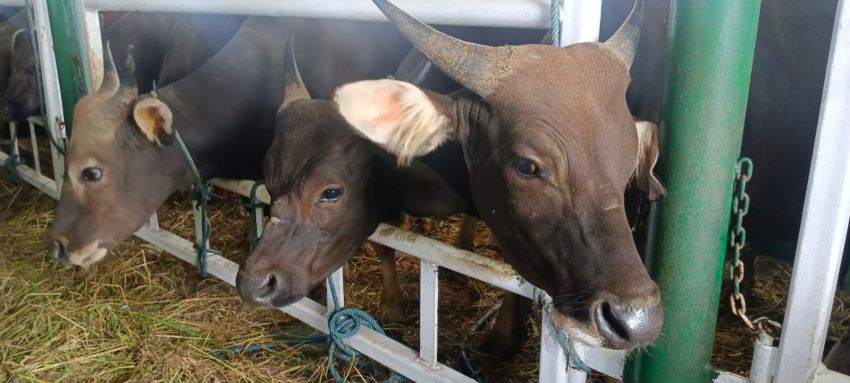 550 Ekor Sapi NTT Dikirim ke Kalimantan Selatan dengan Kapal Tol Laut