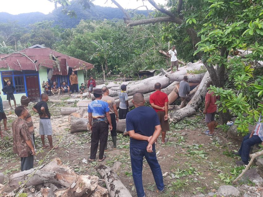 Pohon Kapuk Tumbang, Dua Bangunan di Desa Lisedetu-Ende Jadi Korban