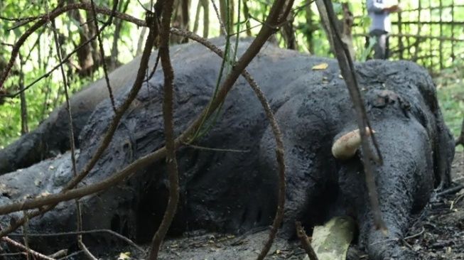 Polisi-BKSDA Selidiki Kematian Gajah Sumatera Mati di Nagan Raya