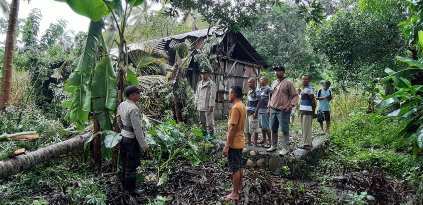 Bocah di Amfoang-Kupang Tewas Tertindih Pohon Tumbang