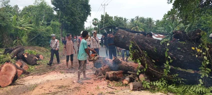 Pohon Usia 80 Tahun di Maumere-Sikka Tumbang Diterpa Angin Kencang