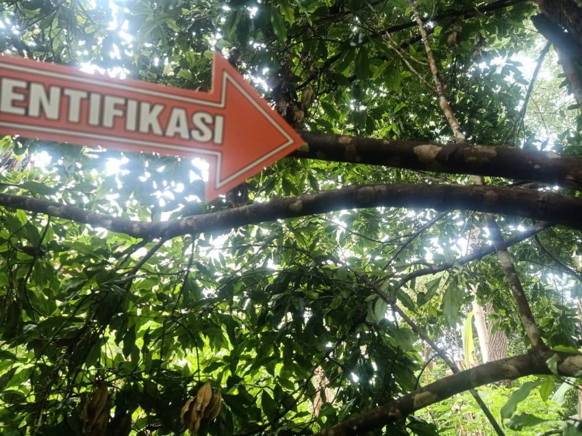 Warga Nagekeo-NTT Ditemukan Tewas Gantung Diri di Pohon Cengkeh