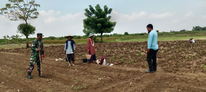 Babinsa di Wilayah Teritorial Kodim Lamongan Serentak Dampingi Petani