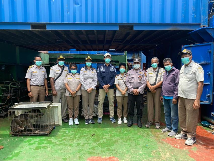 Karantina Atapupu Gagalkan Penyelundupan Ratusan Ekor Hewan Hidup dari Surabaya ke NTT