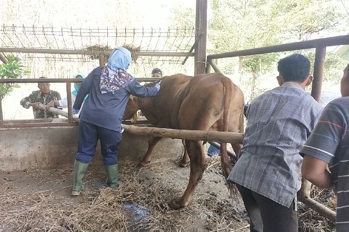 Kelompok Peternak Sapi Pali-Pali Jaya Ponjong Berkomitmen Menjaga Kesehatan Hewan Ternak dan Warga Untuk Menciptakan Situasi Kamtibmas Yang Kondusif di Gunungkidul