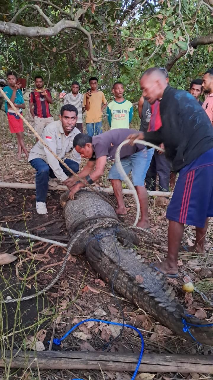 Buaya Jantan Muncul di Pantai Puntaru Alor