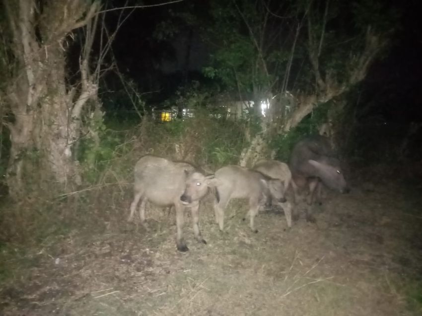 Belasan Ternak Kerbau Tanpa Pemilik Ditemukan Warga Lewa-Sumba Timur di Belakang Rumah