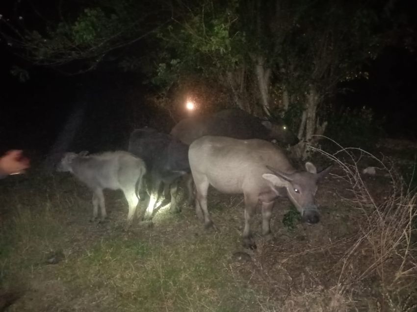 Polres Sumba Timur Cari Pemilik Belasan Kerbau dan Pelaku Pencurian