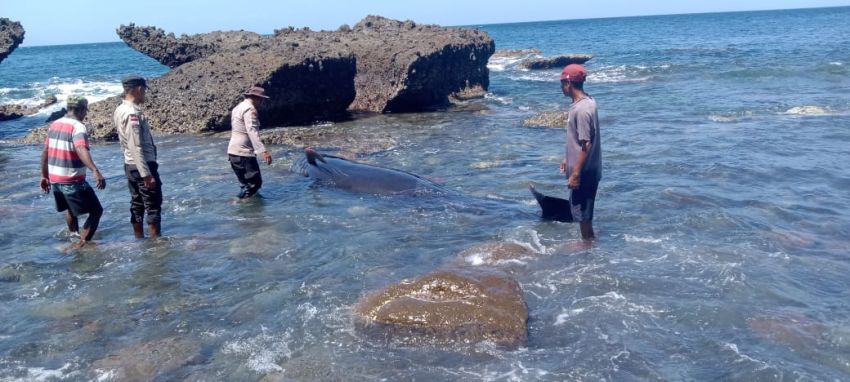 Ambil Sampel, Belasan Bangkai Mamalia Laut Dikuburkan