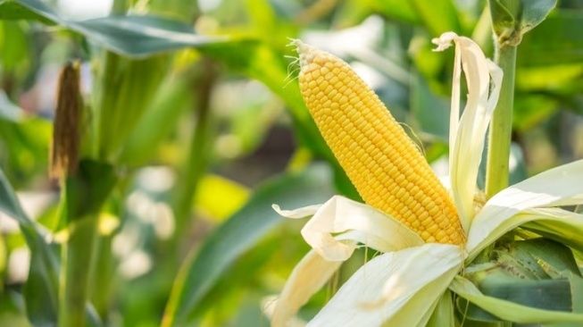 Produksi Jagung di Sumut Capai 1,3 Ton