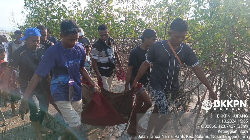 Dugong dan Lumba-lumba Ditemukan Terdampar dan Mati di Pantai Pariti-Kupang