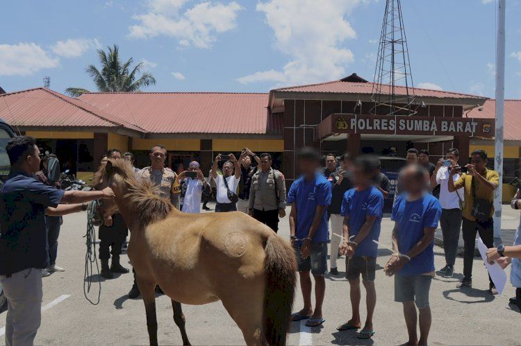 Tiga Pencuri Ternak Kuda di Sumba Barat Dibekuk Polisi