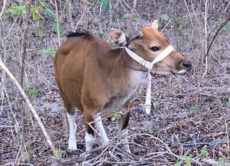 Pencuri Sapi di Fatuleu-Kupang Ditangkap Polisi Bersama Sapi Curiannya