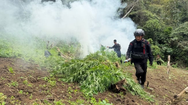Brimob Polda Sumut Temukan dan Musnahkan 10 Hektare Ladang Ganja di Mandailing Natal