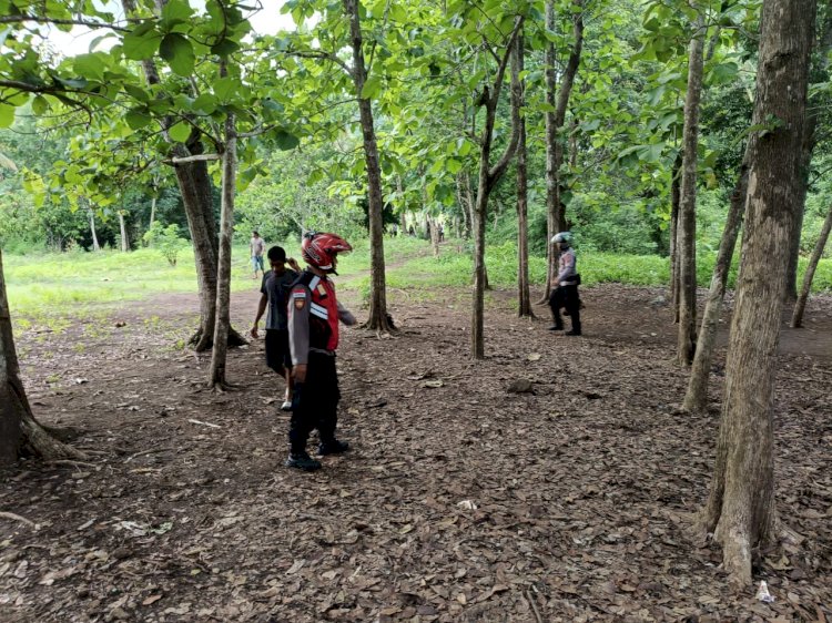 Pelaku Kabur Saat Gerebek Lokasi Judi, Polres Sikka Amankan Ayam Judi