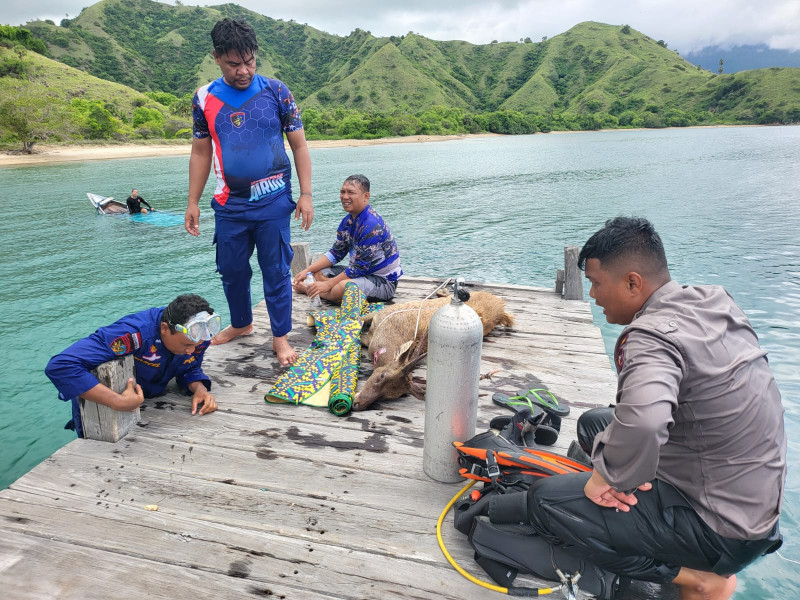 Sempat Kejar-kejaran, Tim Ditpolairud Polda NTT-BTNK Gagalkan Perburuan Rusa Ilegal di Manggarai Barat