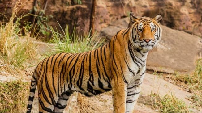 Ngeri! Harimau Mangsa 3 Sapi Warga di Aceh Timur