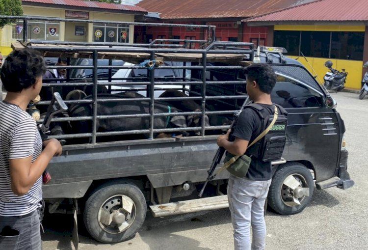 Polres Sumba Barat Gagalkan Penjualan Ternak Babi Diduga Terinfeksi Virus ASF