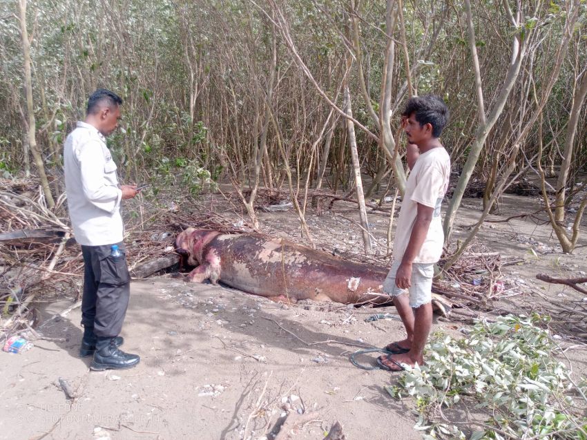 Dugong Mati Terdampar di Pantai Wisata Panmuti Kupang